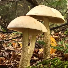 Ghost Bolete thumbnail 2