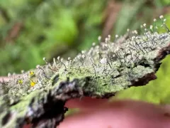 Chaenotheca gracilenta thumbnail 3