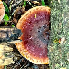 Resinous Polypore thumbnail 4