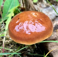 Larch Bolete thumbnail 2