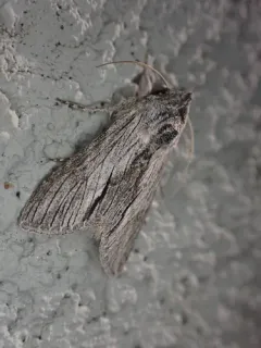 Cucullia eulepis thumbnail 3