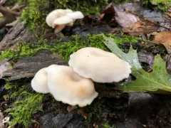 Crepidotus nyssicola thumbnail 4