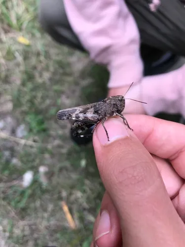 Clouded Grasshopper