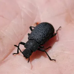 Cloudy Darkling Beetle thumbnail 4