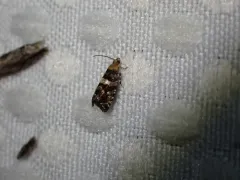 Paralobesia palliolana thumbnail 3