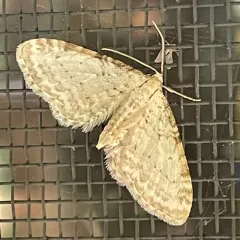 Eupithecia cretaceata thumbnail 3