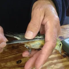 Bay-breasted Warbler thumbnail 1