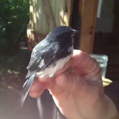 Black-throated Blue Warbler thumbnail 1
