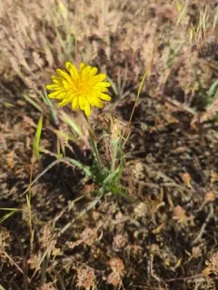 intermountain dandelion thumbnail 4