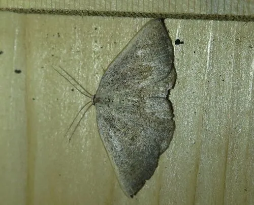 Tacparia zalissaria