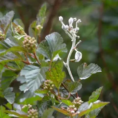Ninebark Powdery Mildew thumbnail 4