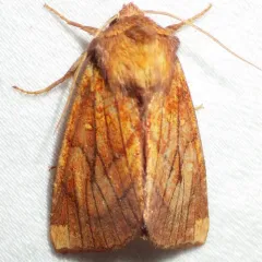Sensitive Fern Borer Moth thumbnail 2