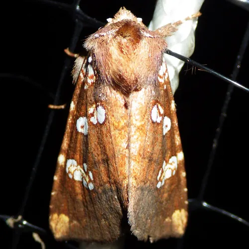 Dogbane Stem Borer Moth