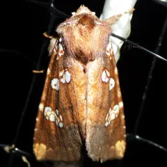 Dogbane Stem Borer Moth thumbnail 1