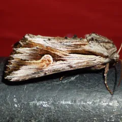 Gray Half-Spot thumbnail 2