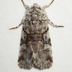 Fringe-tree Sallow thumbnail 2