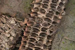 Sminthurinus atrapallidus thumbnail 2