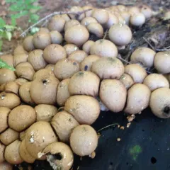 Pear-shaped Puffball thumbnail 2
