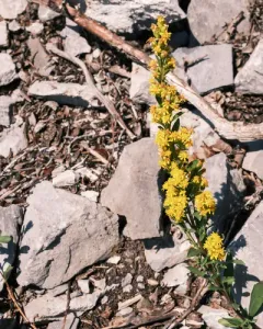 Sticky Goldenrod thumbnail 2