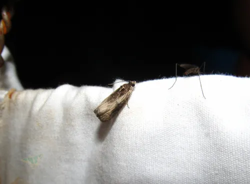 Mysterious Olethreutes Moth
