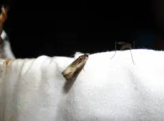 Mysterious Olethreutes Moth thumbnail 1