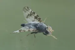 Oxyna utahensis thumbnail 4
