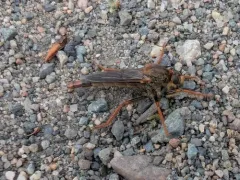 Stenopogon rufibarbis thumbnail 2