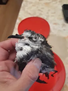 White-faced Storm-Petrel thumbnail 4