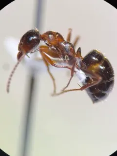 Formica vinculans thumbnail 4