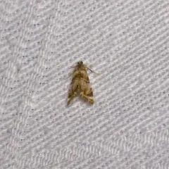 Eoparargyractis plevie thumbnail 2