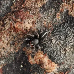Habronattus sansoni thumbnail 2