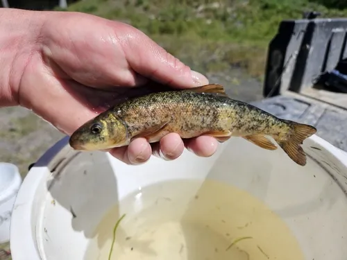 Klamath Largescale Sucker