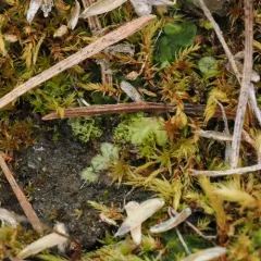 Purple Crystalwort thumbnail 1