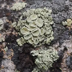 Green Rock-posy thumbnail 1