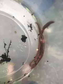 Octagonal-tailed Worm thumbnail 2