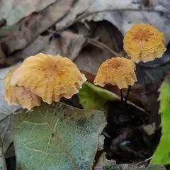 Orange Pinwheel thumbnail 3