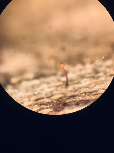 Chaenotheca selvae