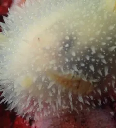 Red-banded Commensal Scaleworm thumbnail 3