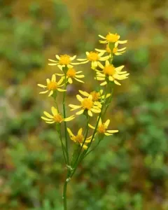 rayless mountain ragwort thumbnail 2