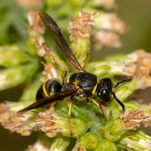 Pitted Mason Wasp
