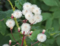 bitter fleabane thumbnail 4