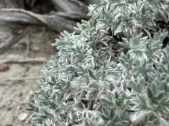 Cushion Milkvetch thumbnail 1