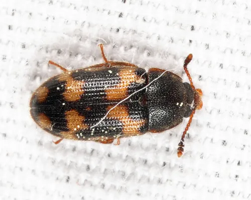 Mycetophagus obsoletus