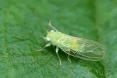 Cacopsylla negundinis thumbnail 3