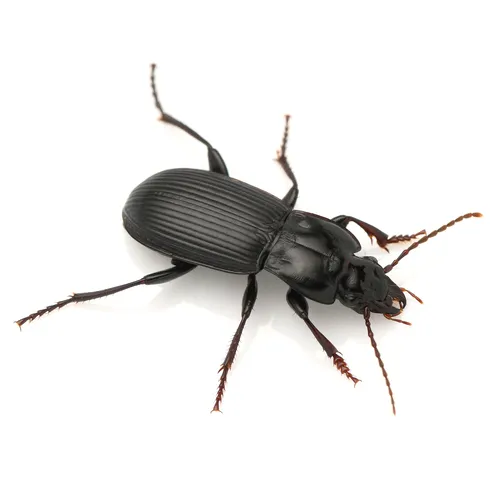 Pterostichus herculaneus