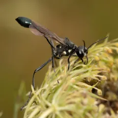 Gold-marked Thread-waisted Wasp thumbnail 3