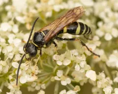Gorytes atricornis thumbnail 2