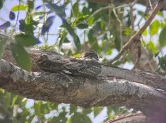 Lesser Nighthawk thumbnail 2