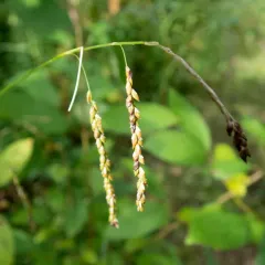 graceful sedge thumbnail 1