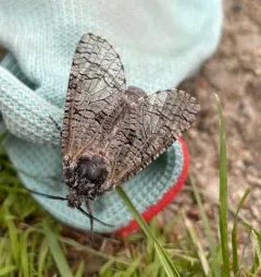 Little Carpenterworm Moth thumbnail 4
